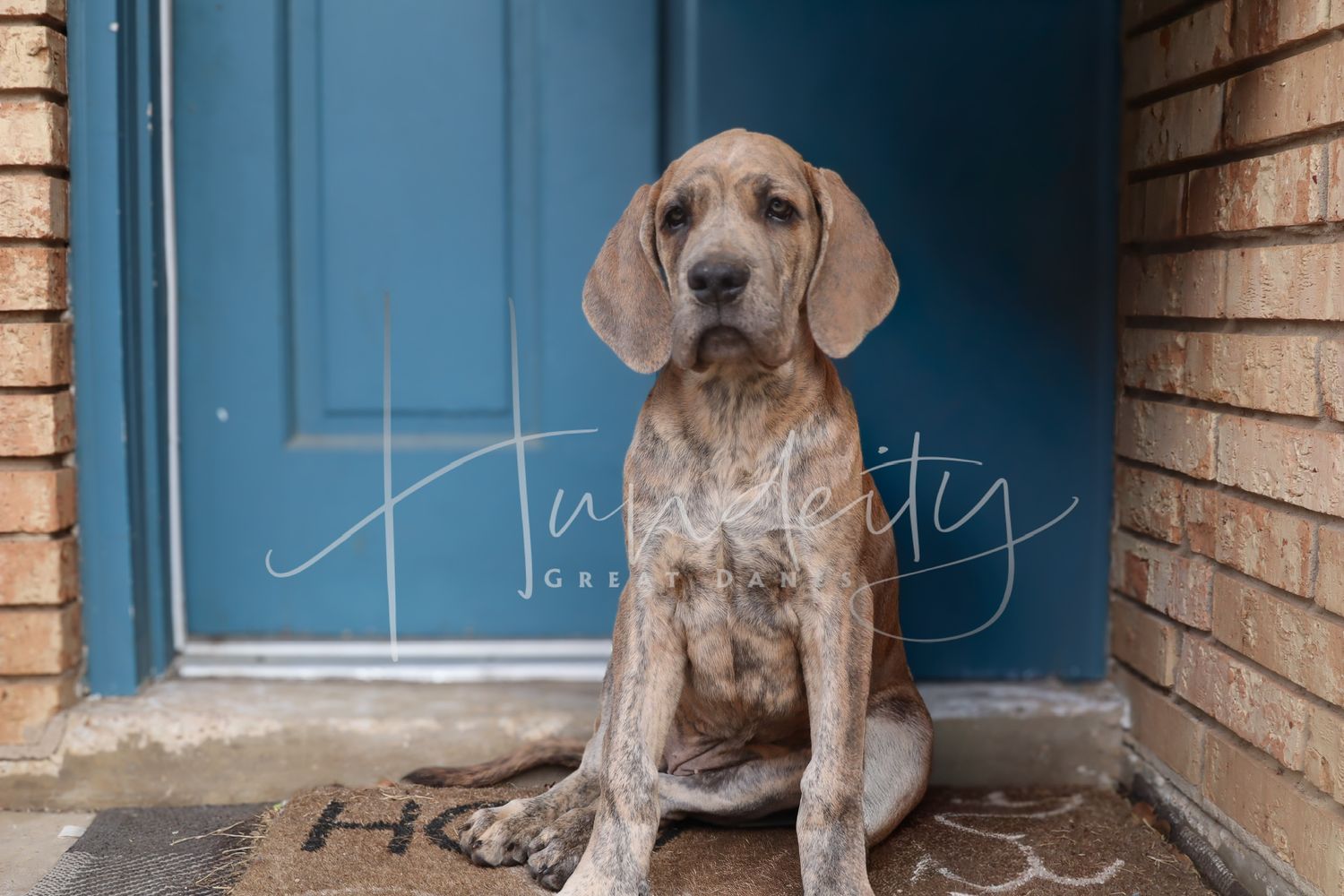 Young Weimaraner dog with floppy ears looking attentively while seated by blue doorway.