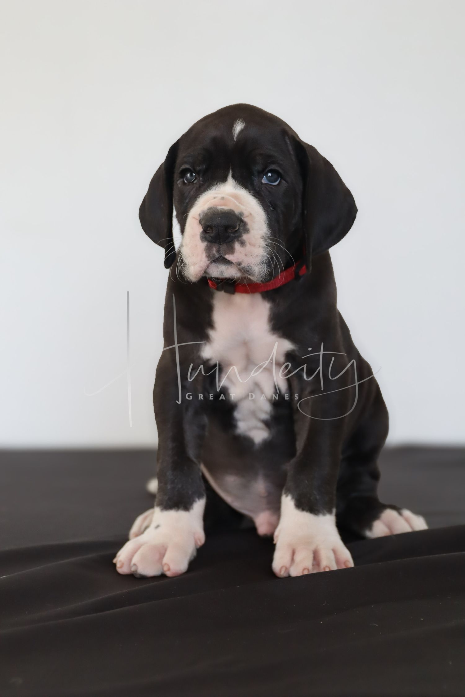 Black and white Great Dane puppy wearing a red collar sits upright on a dark surface against a white background.