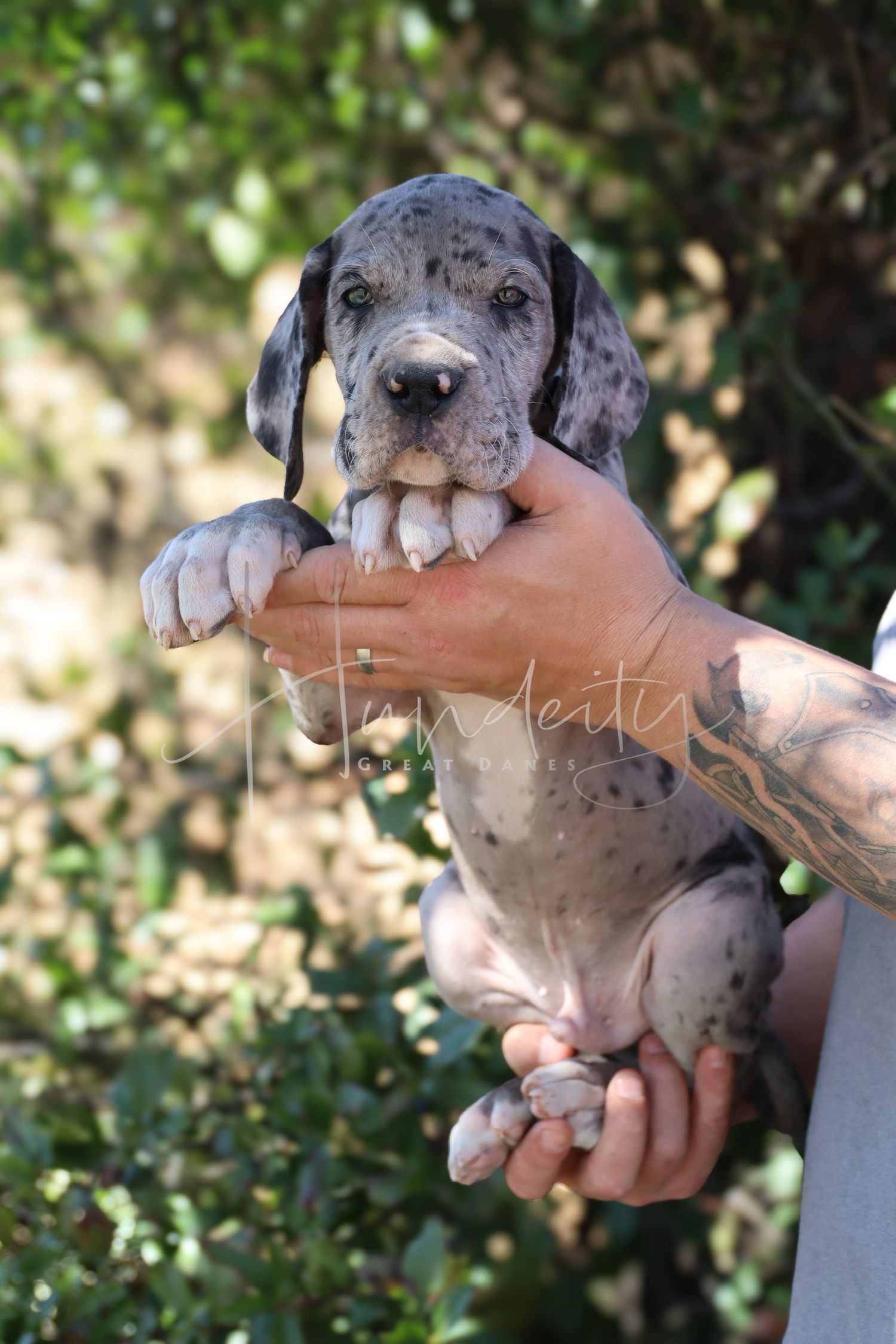 Gus - Merle Mantle Male Great Dane