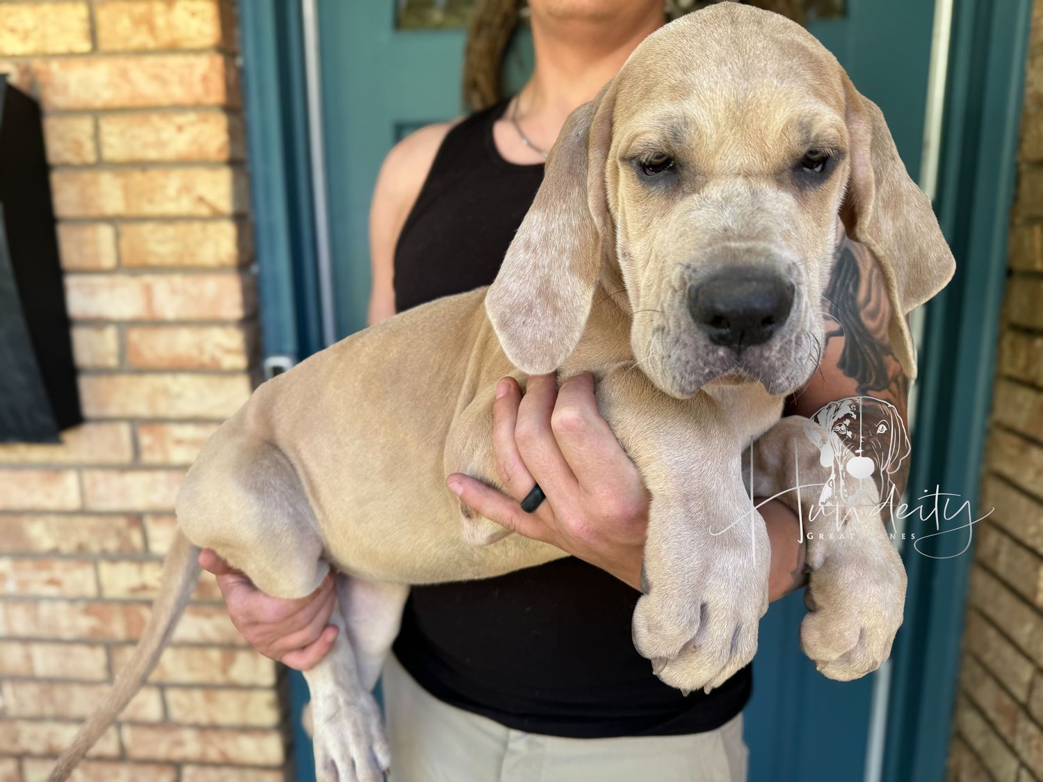 Tina - Blue Fawn Merle Female Great Dane
