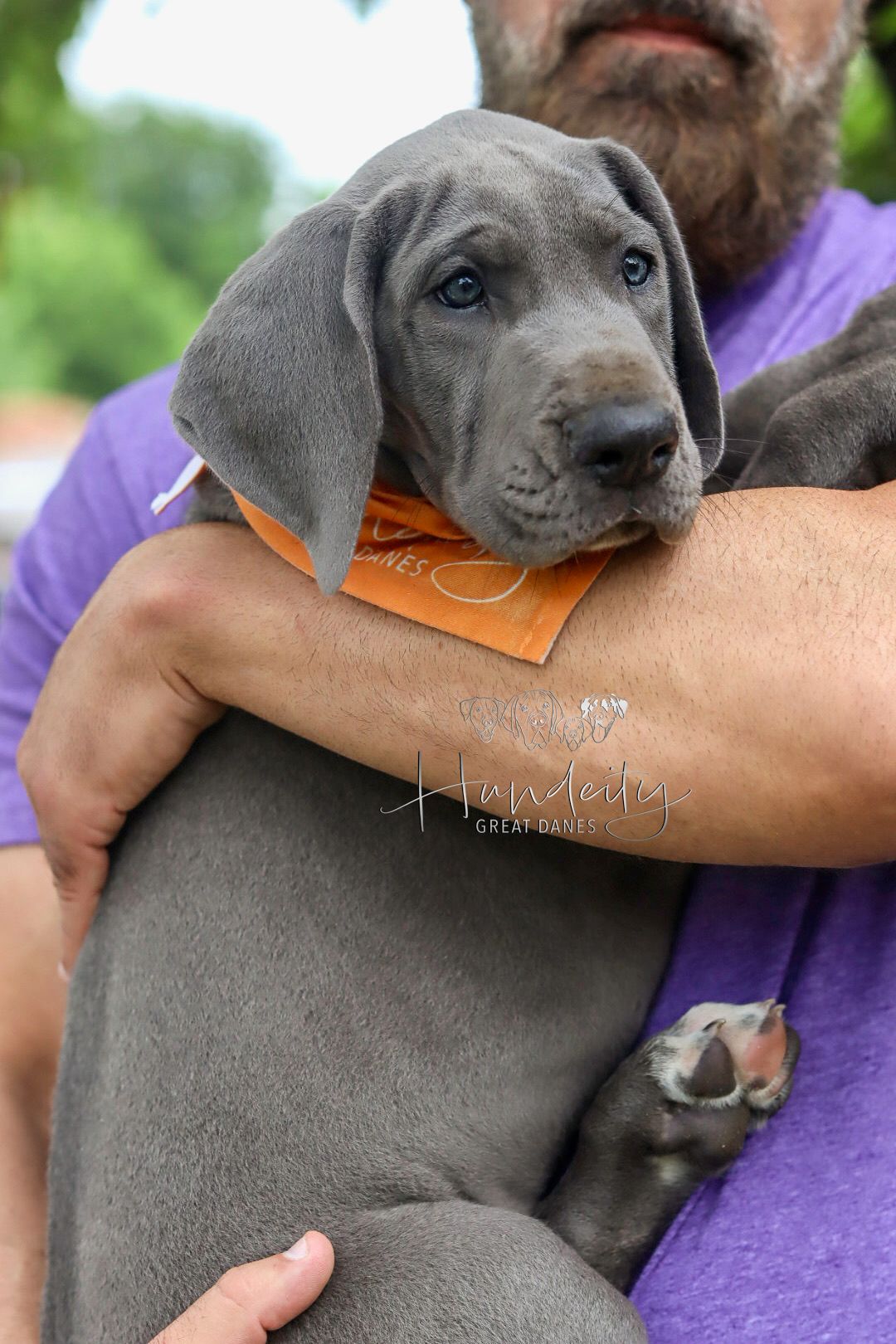 Finley - Blue Male Great Dane