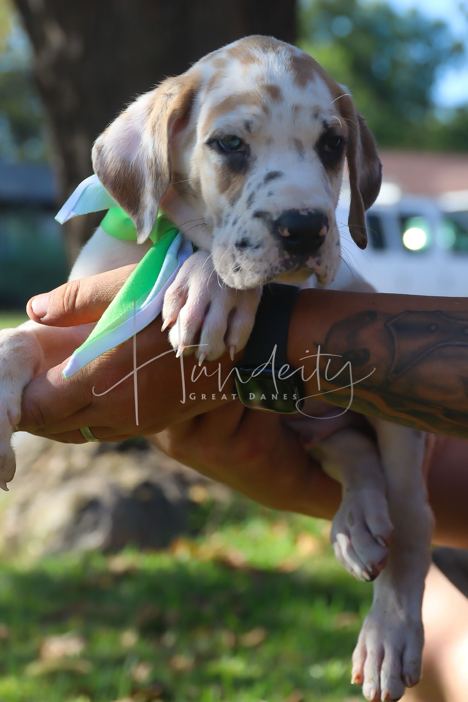 A series of photos showing an adorable spotted puppy being held in hands against a blurred outdoor background.