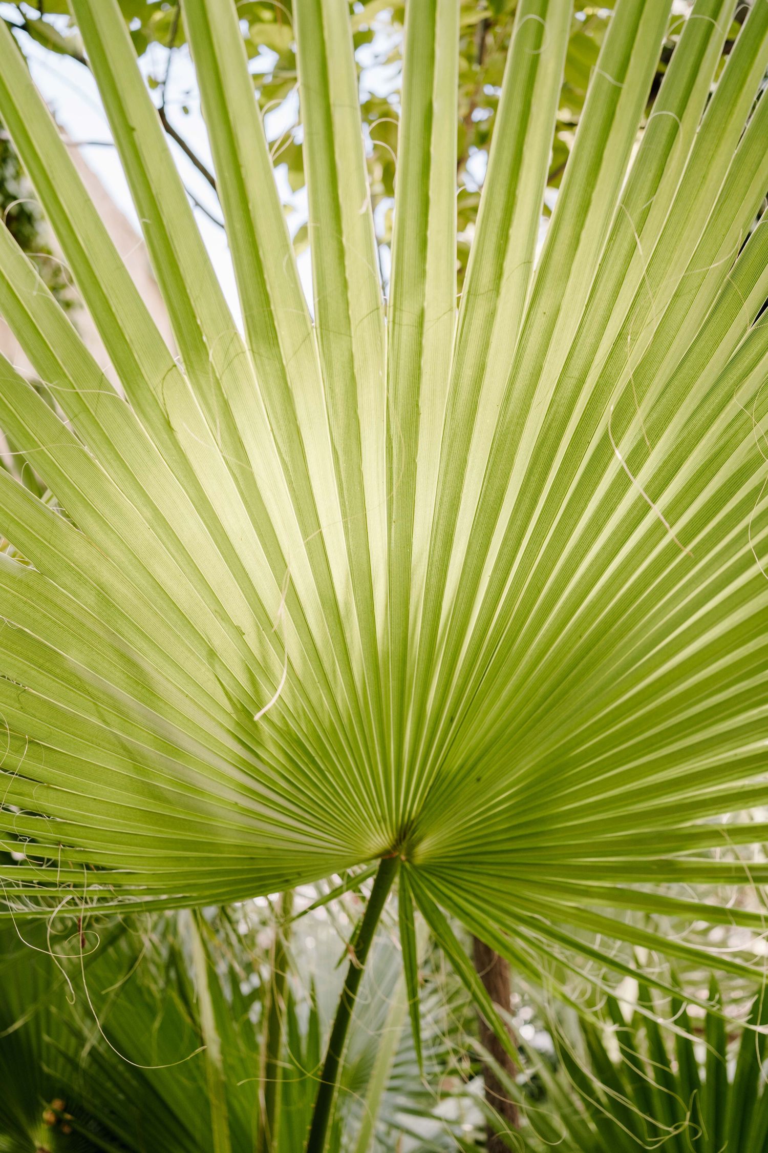 Close-up of a bright green fan palm leaf with radiating pleated fronds spreading from the stem against a soft, leafy tropical background.