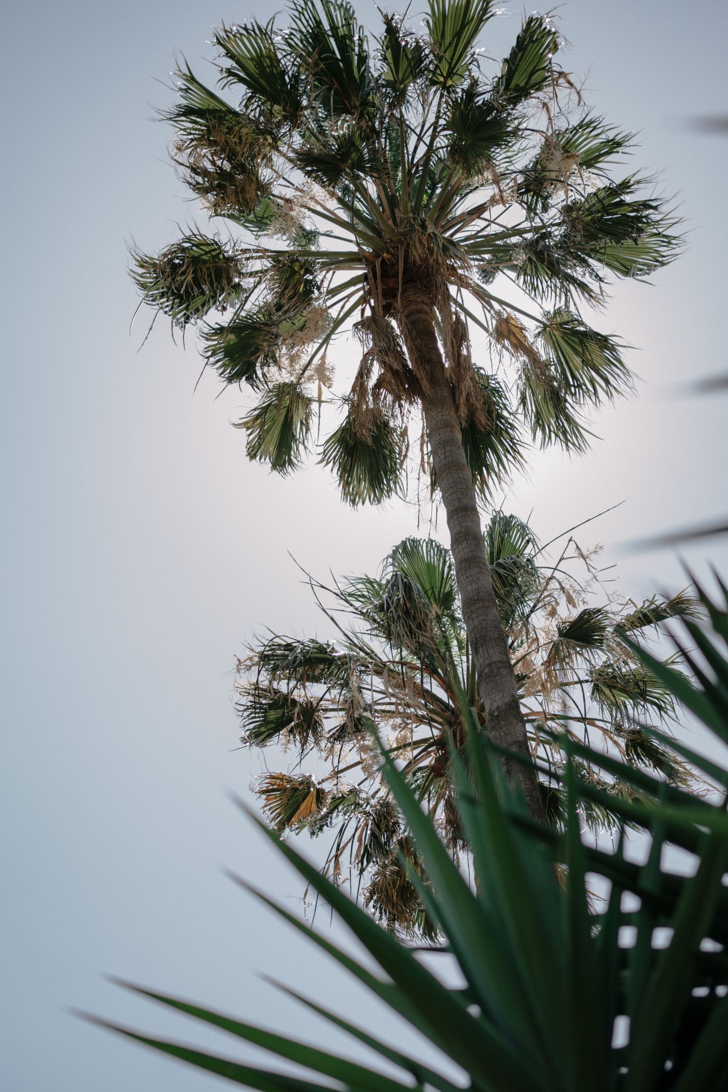 Tall palm tree viewed from below against a pale sky, with green tropical foliage in the foreground.