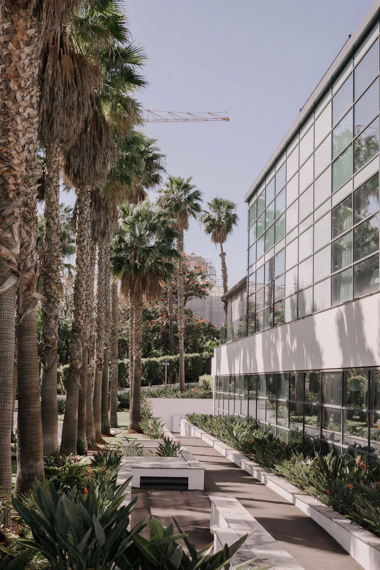 Modern glass office building with palm tree-lined walkway, lush tropical plants, and construction crane in background.