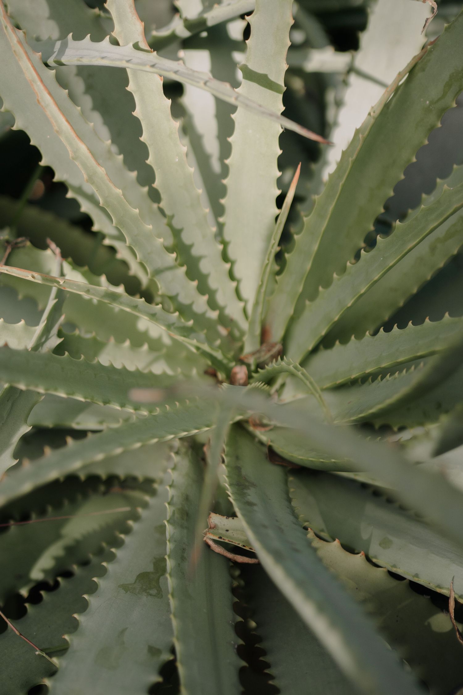 Close-up aerial view of a green aloe vera plant with spiky serrated leaves radiating outward in a rosette pattern.