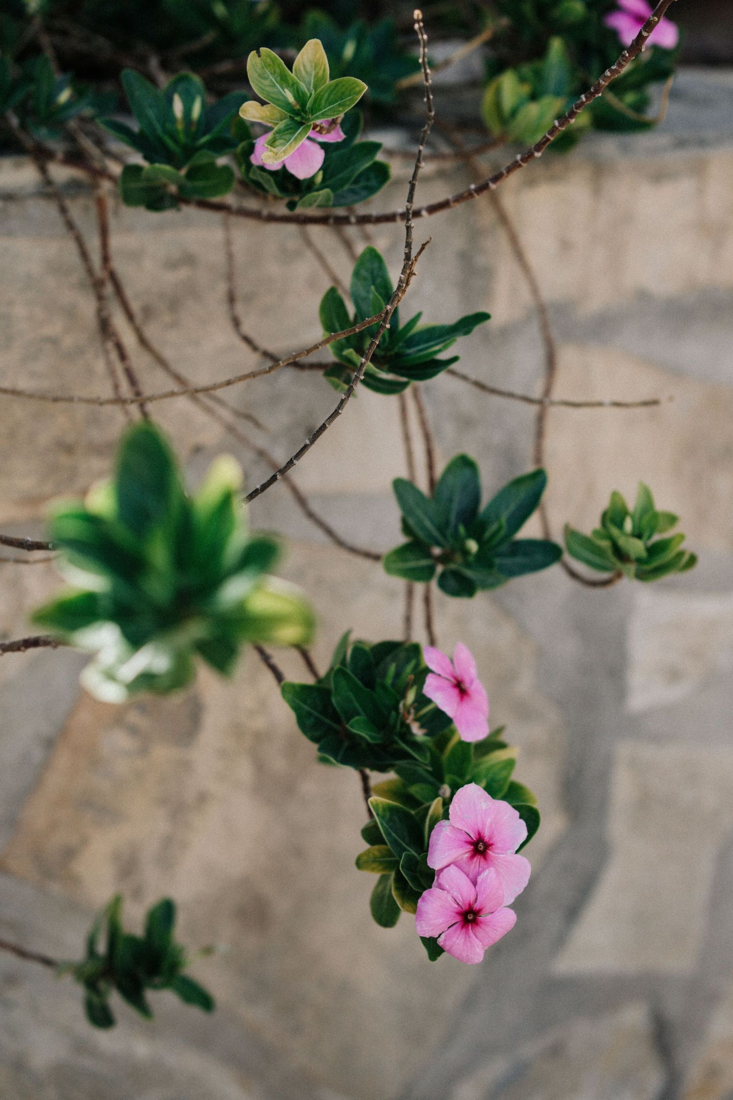 Pink flowers bloom on twisting vines with green leaves against a stone wall backdrop.