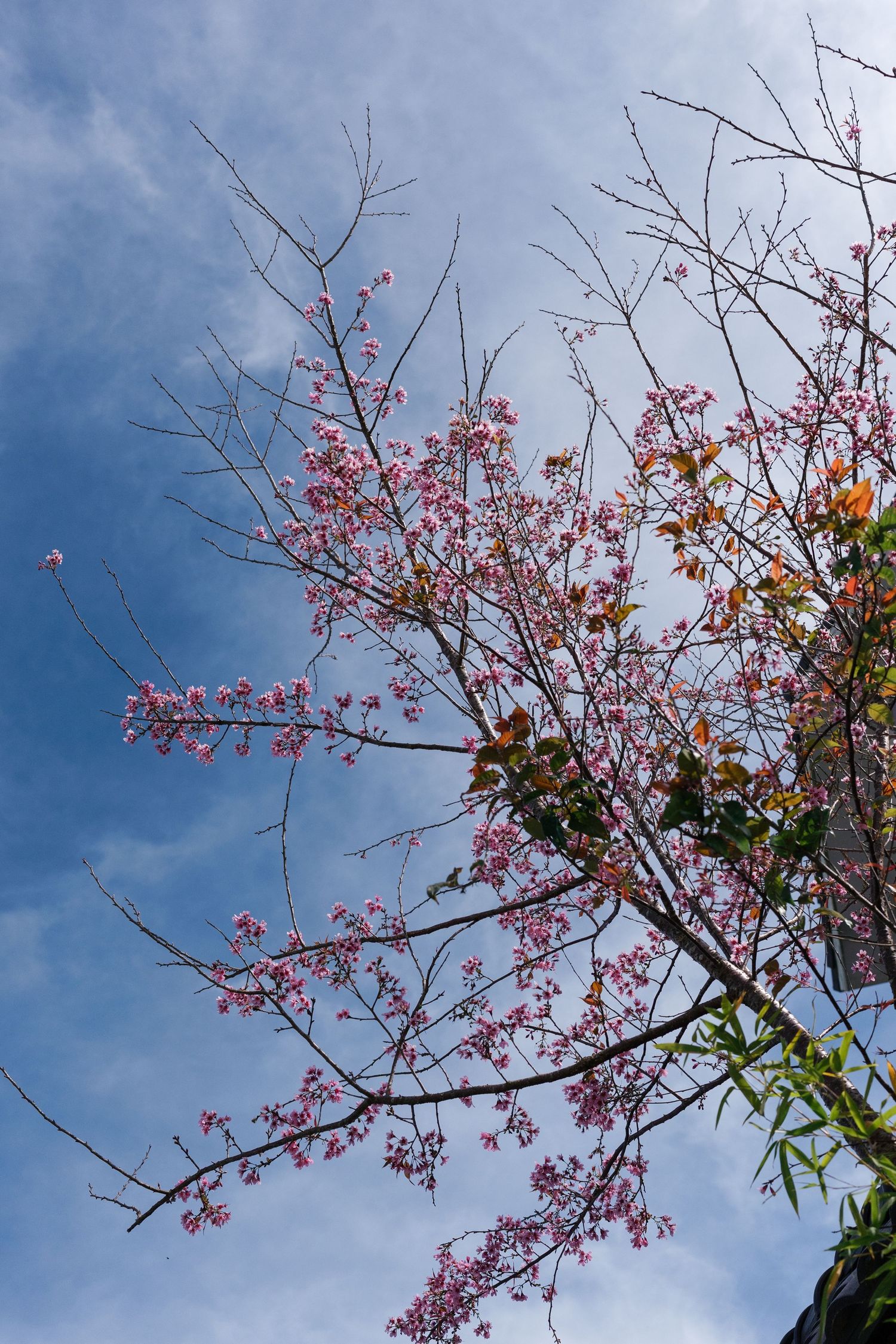 Pink cherry blossom tree branches against a bright blue sky.