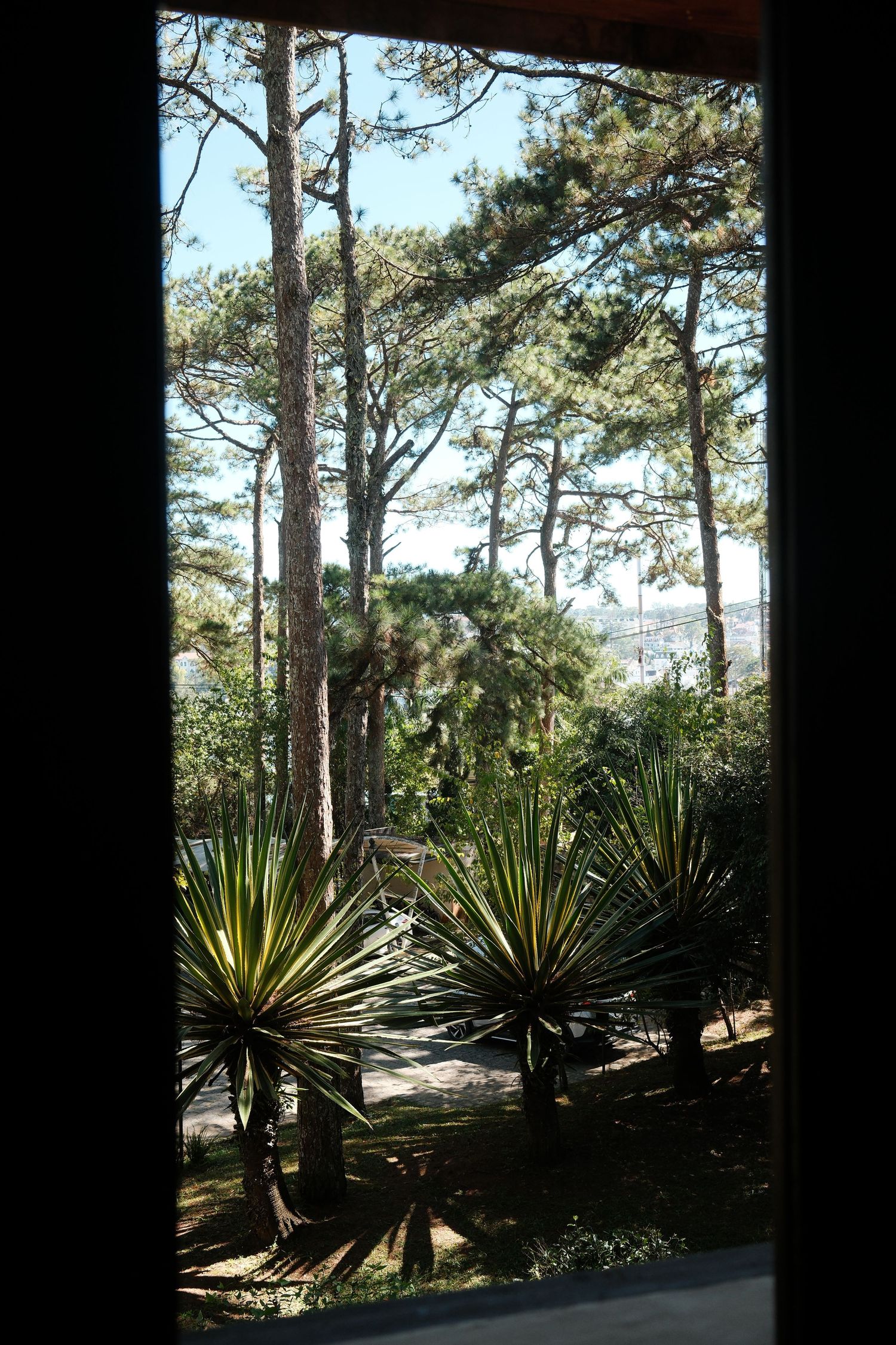 A serene garden view through a window frames tall pine trees and tropical yucca plants in daylight.