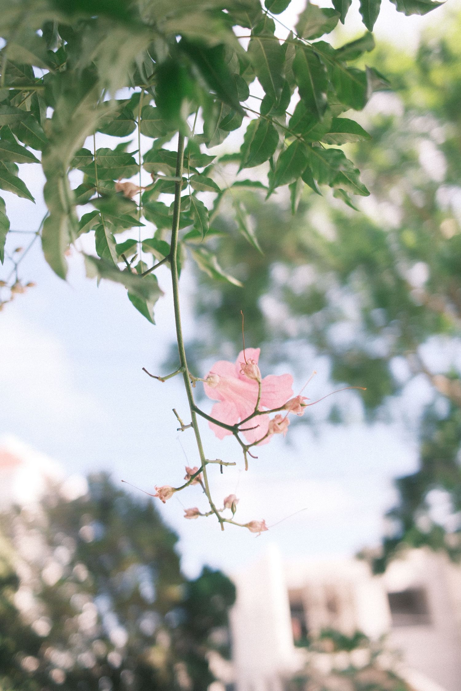 A delicate pink bougainvillea flower hangs from a vine surrounded by lush green leaves against a bright blue sky.