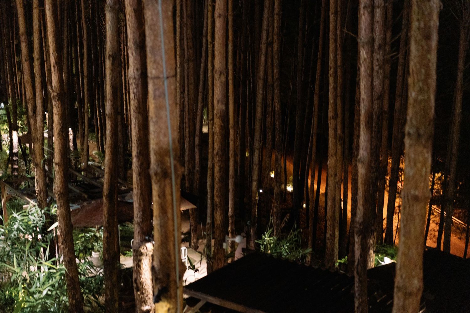 Dramatic nighttime view of tall bamboo forest with warm ambient lighting illuminating the grove.