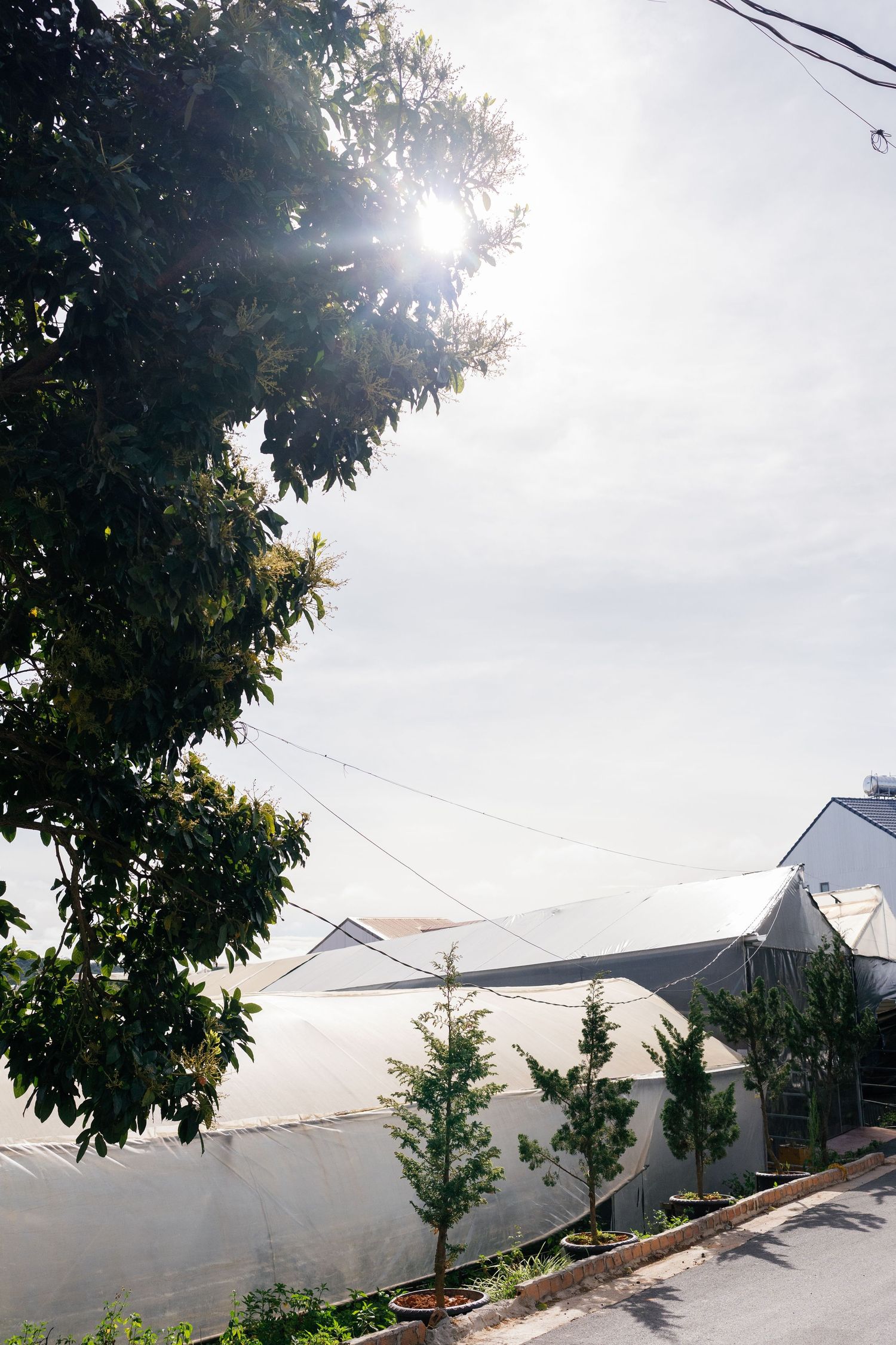 Sunlight filters through tree branches over greenhouse structures on a bright cloudy day.