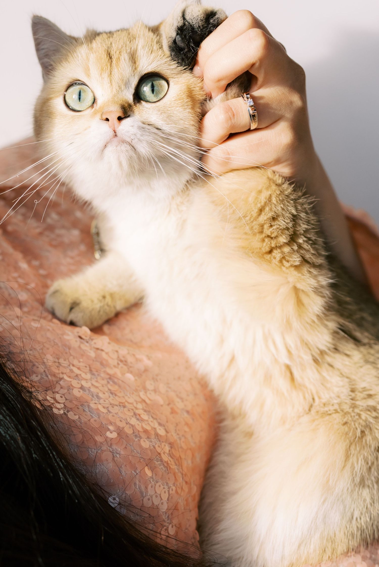 Fluffy golden cat with green eyes being petted by hand wearing rings.