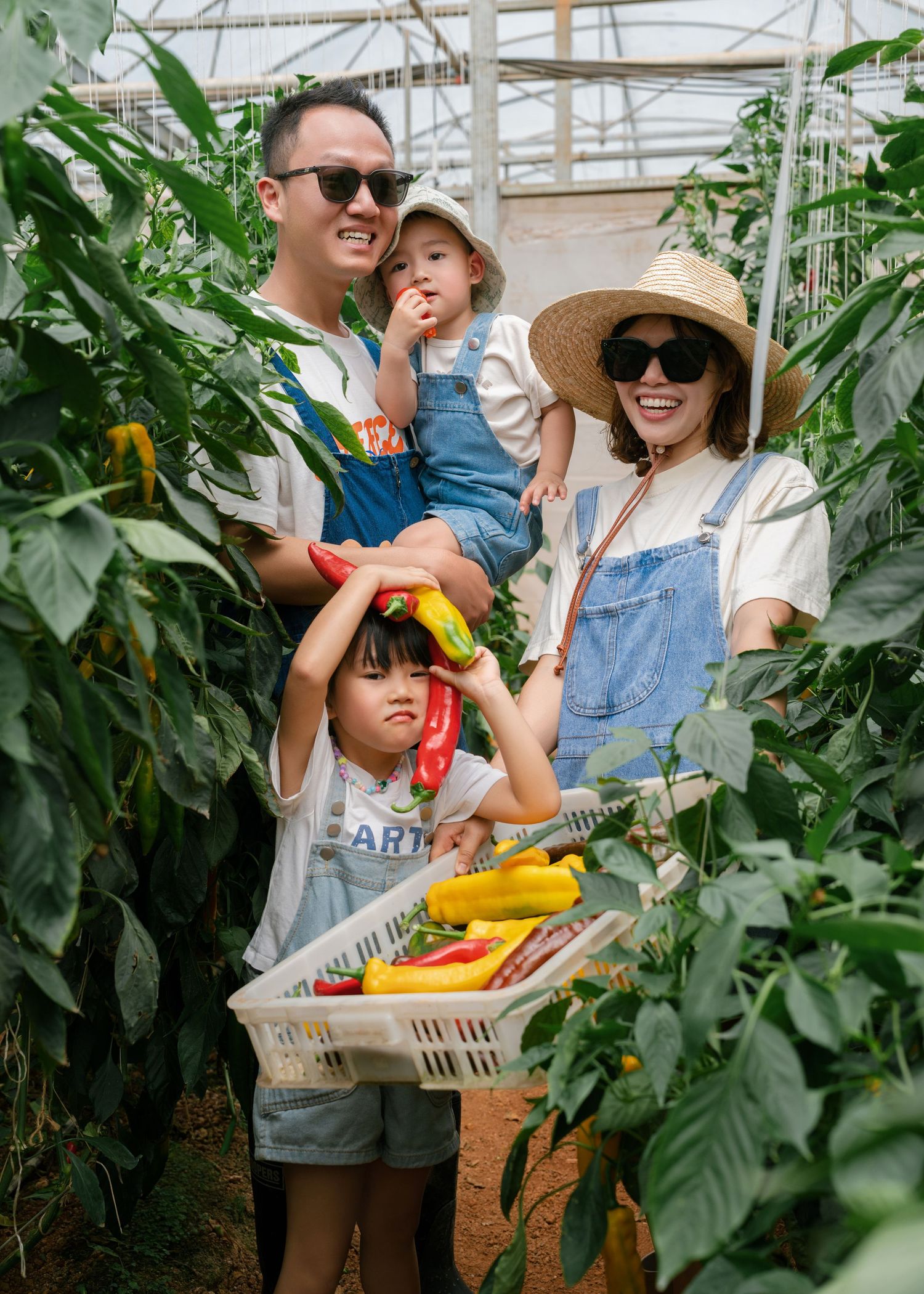 Family picking colorful bell peppers in a greenhouse, parents and two children holding a basket of fresh harvested vegetables.