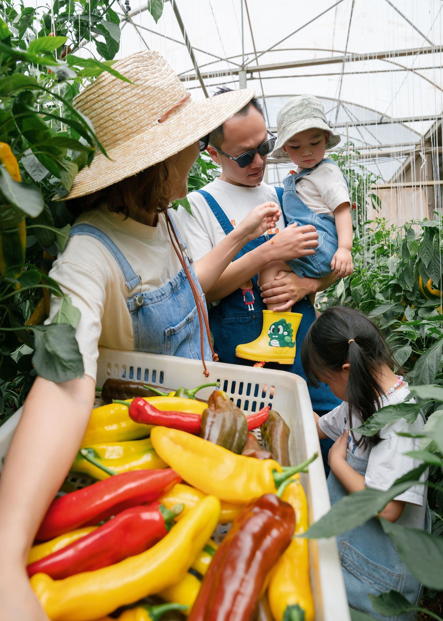 Family harvesting fresh colorful peppers in a greenhouse, with parents and children enjoying farm-to-table gardening.