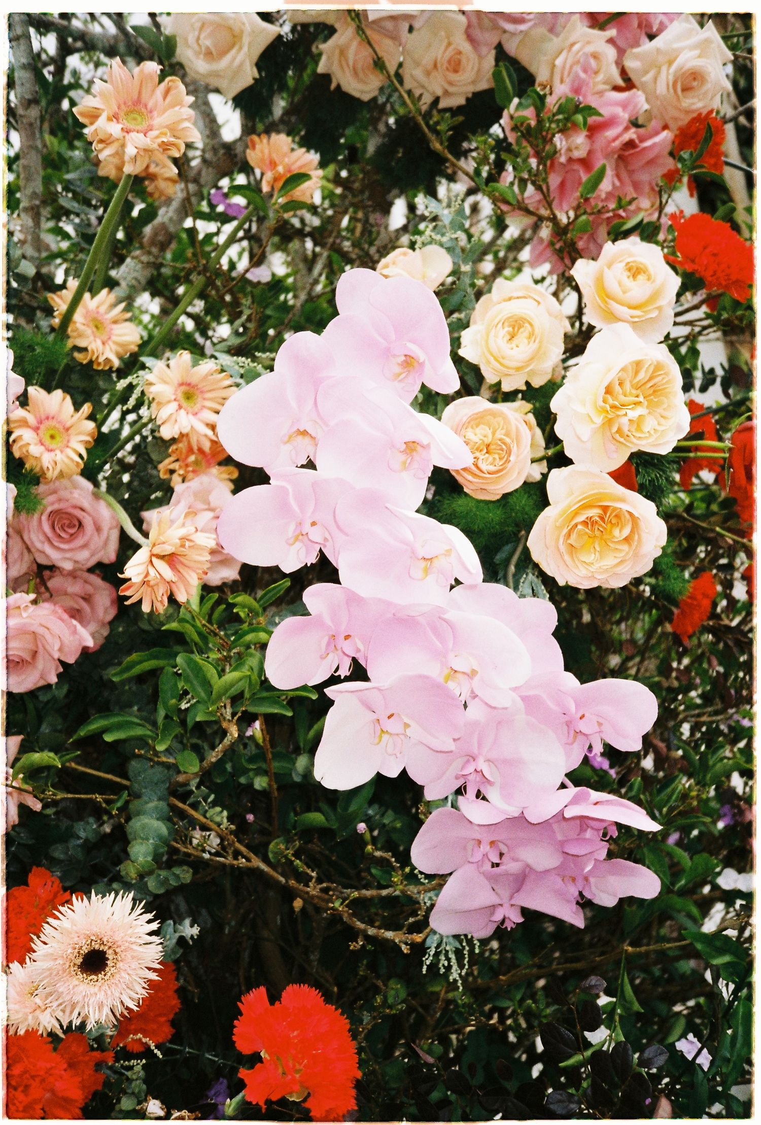 Lush floral arrangement featuring pink orchids, peach roses, red gerberas, and cream blooms surrounded by green foliage.