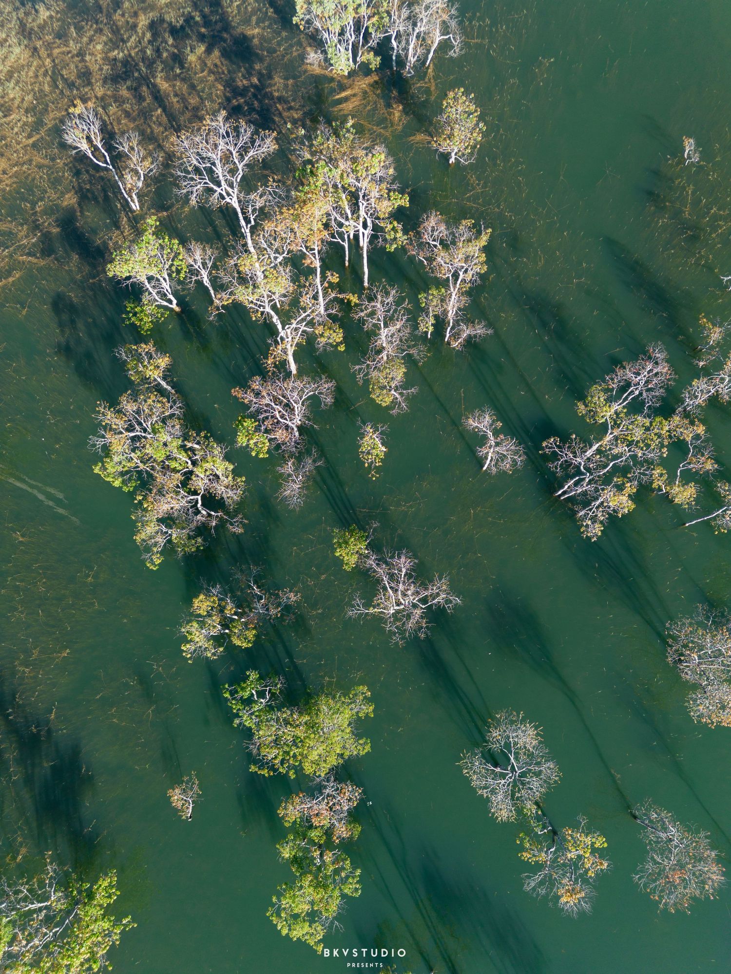 Aerial drone view of lush green trees and their shadows reflected in a calm emerald-colored lake.
