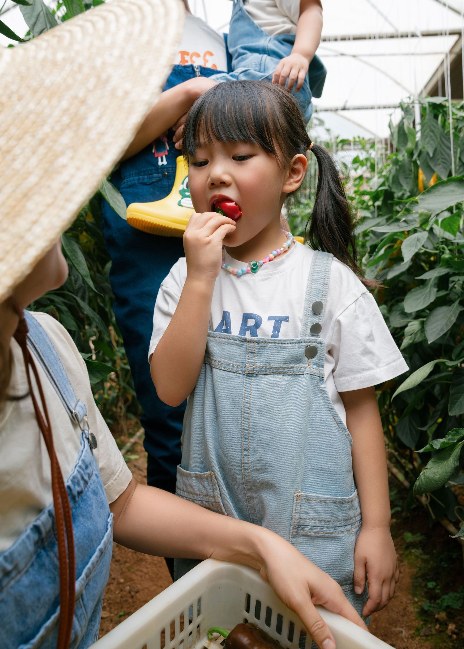 A young Asian girl in denim overalls eats a fresh strawberry while visiting a greenhouse farm.