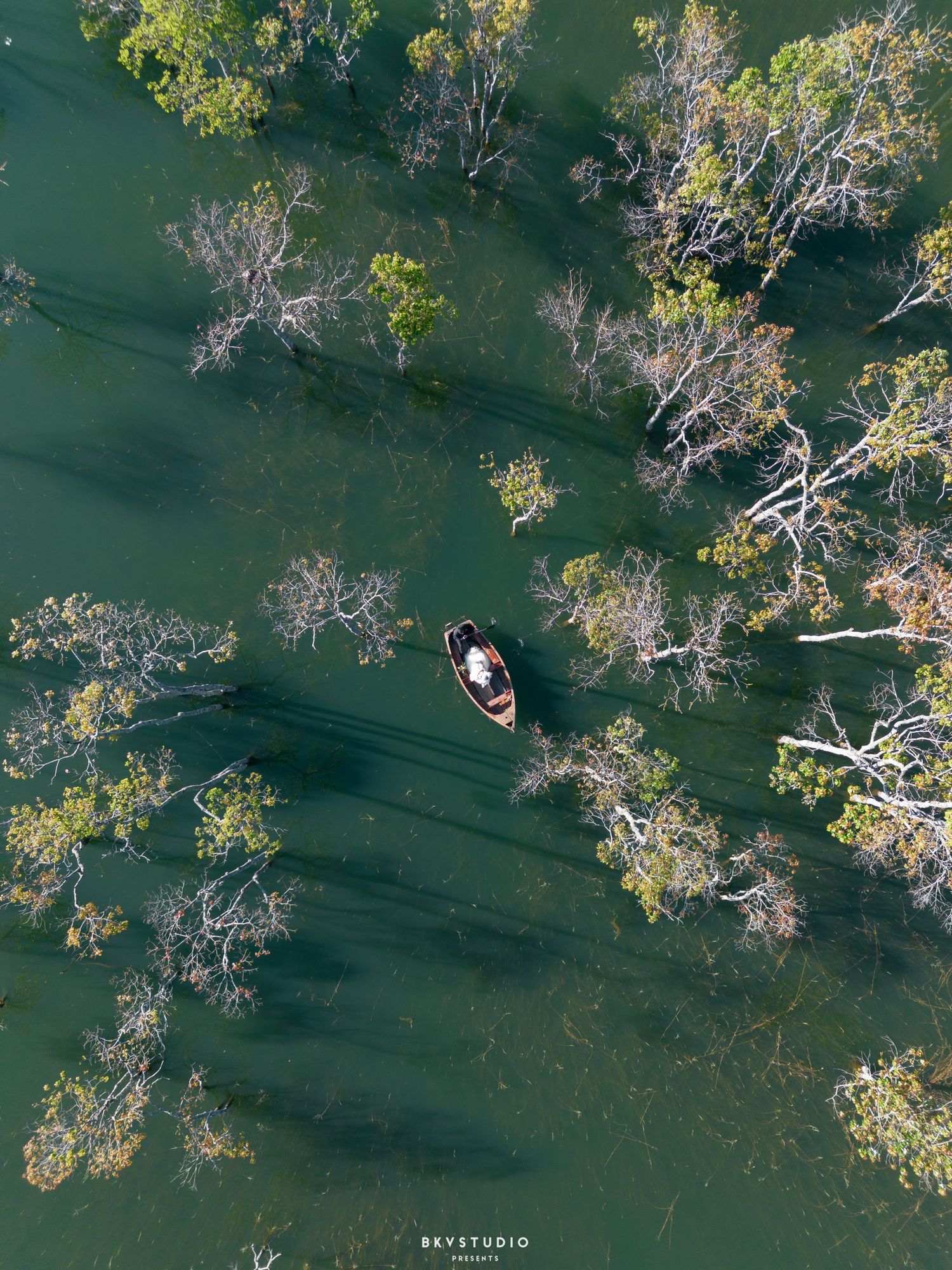 Aerial drone view of a small wooden boat navigating through green flooded forest with submerged trees.