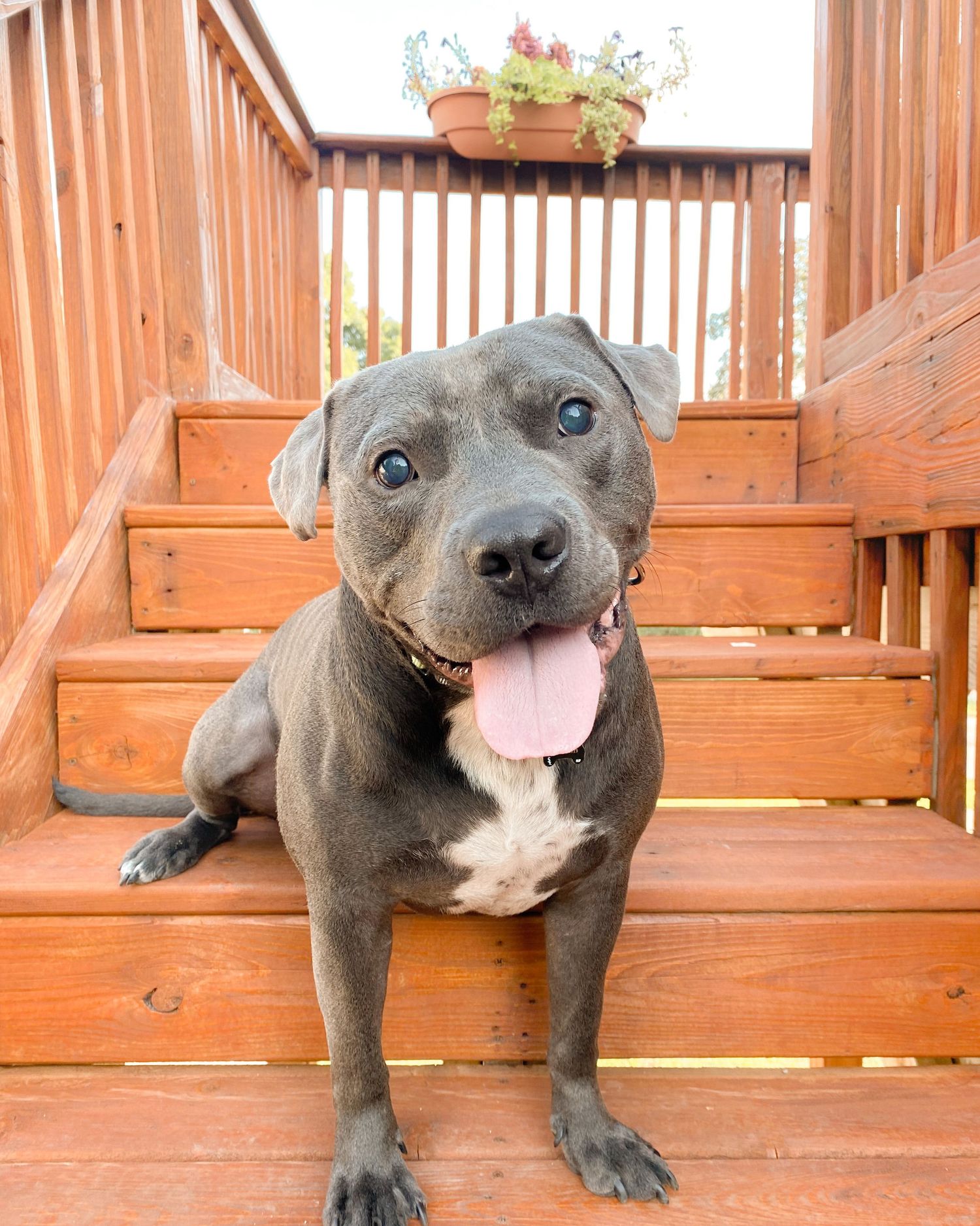 Gray pittie on stairs.