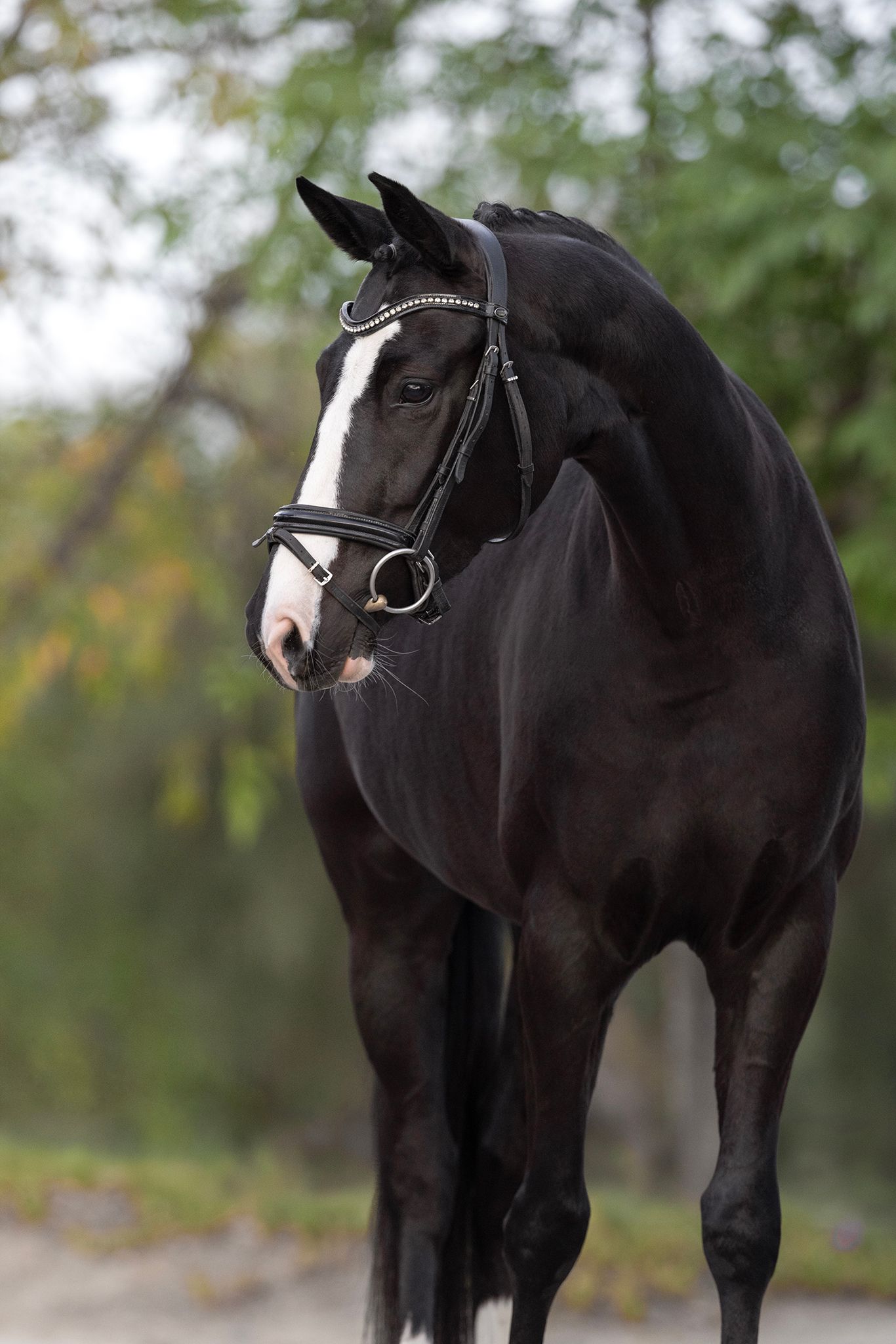 Black horse with a white blaze wearing a bridle with a crystal-accented browband, standing against a softly blurred autumn background.