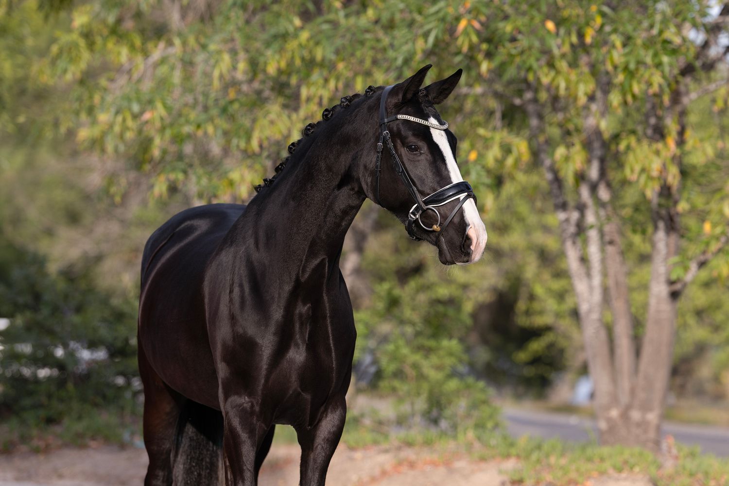Black horse with a white facial blaze wearing a bridle stands in profile near sunlit trees on a quiet path.