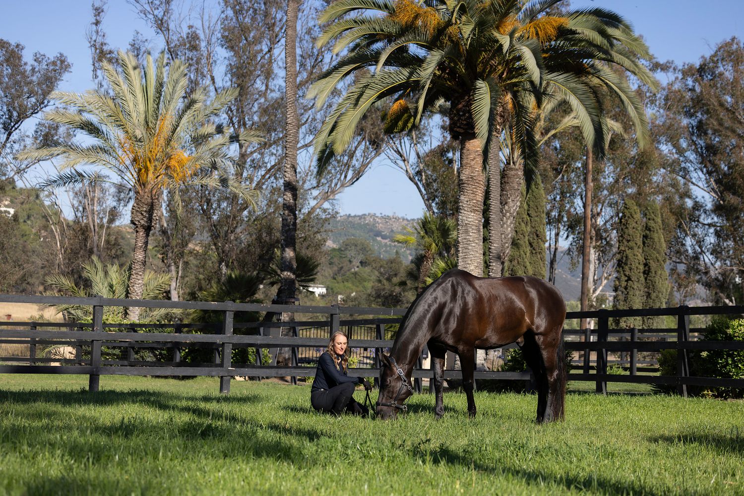 A person kneels on green grass beside a dark bay horse grazing near a wooden fence, with tall palm trees in the background.