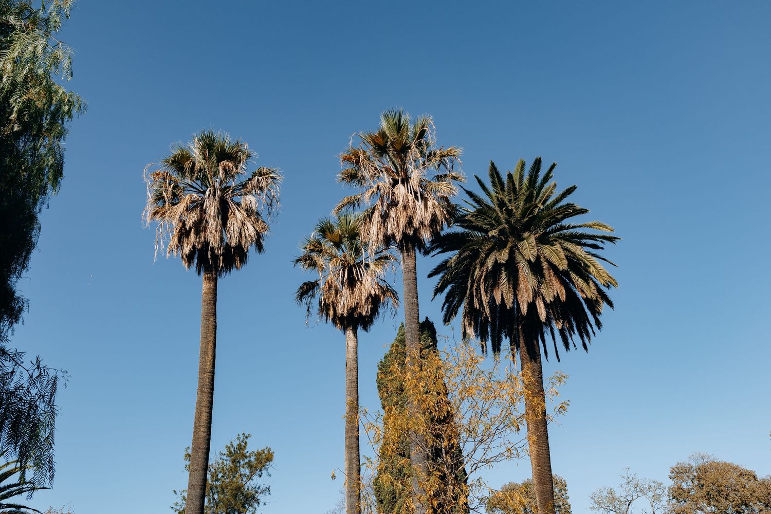 Tall palm trees stand against a bright blue sky on a sunny day with wispy clouds in the background.