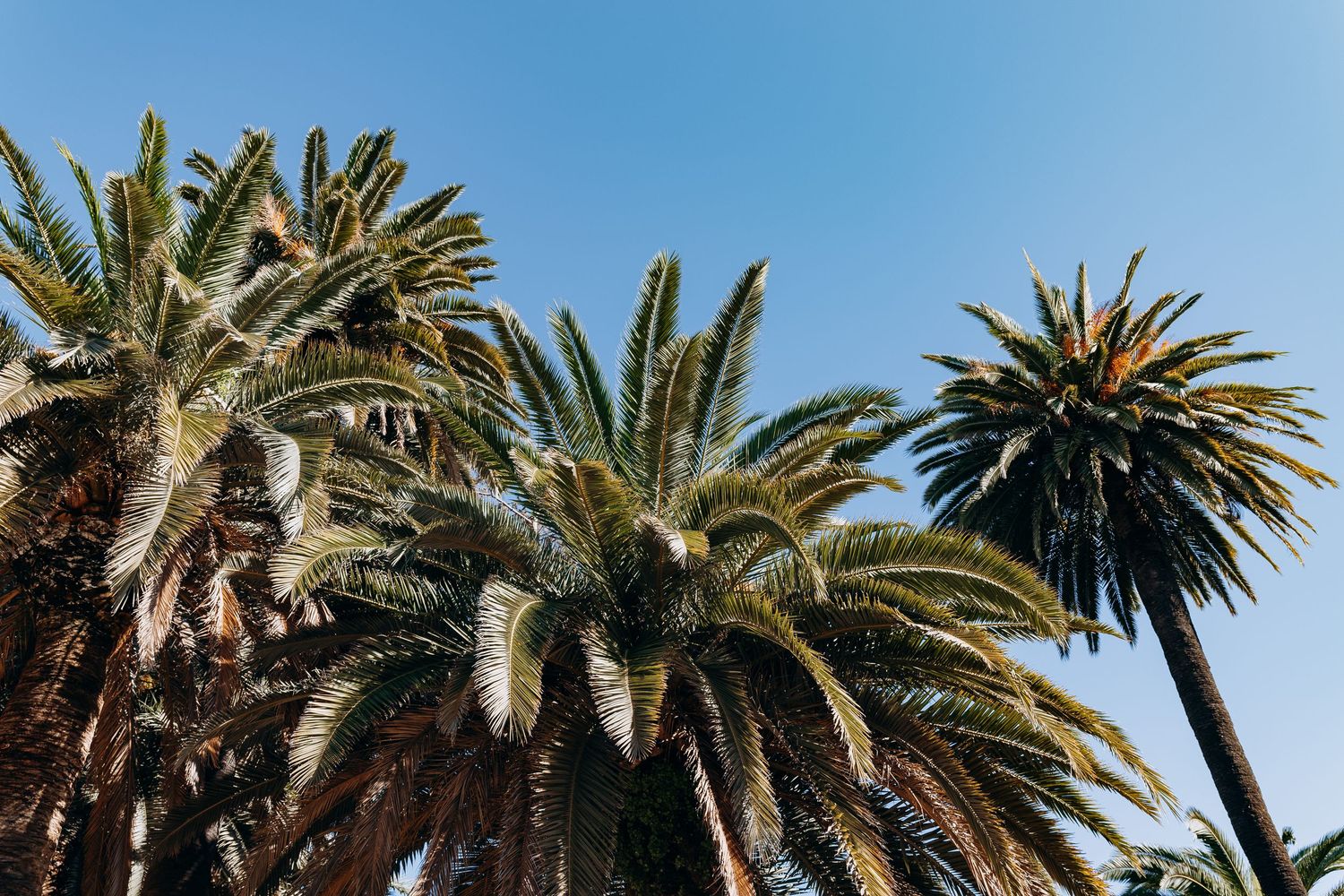 Looking up at tall palm trees against a bright blue sky on a sunny day.