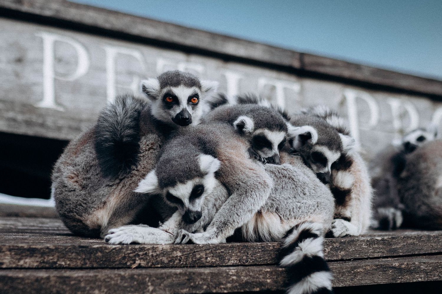 A group of ring-tailed lemurs huddle together on wooden planks in muted tones.