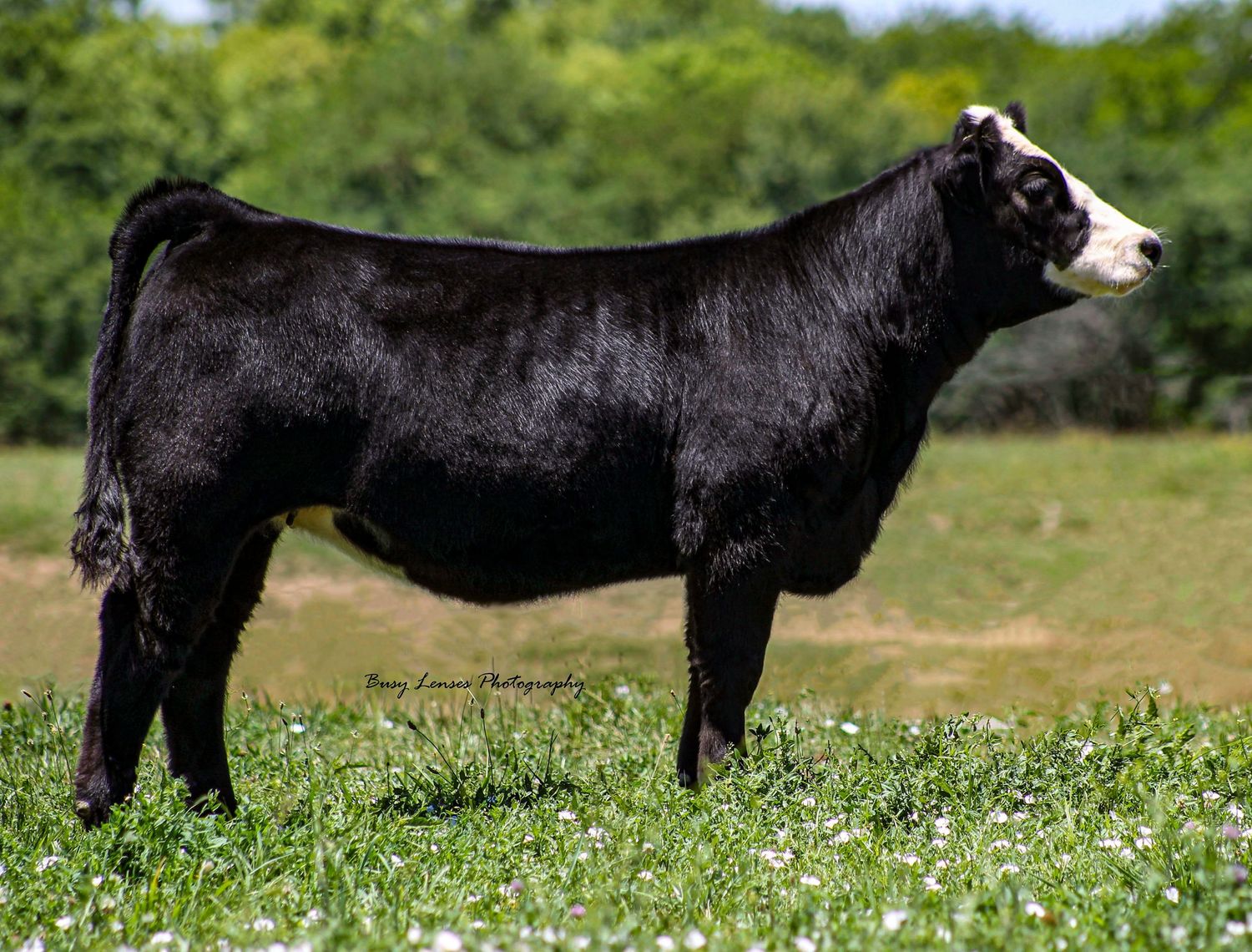 Missouri Livestock photographer, Kanas City Photographer, Livestock show Photographer, Cattle Photographer, Missouri livestock sale,