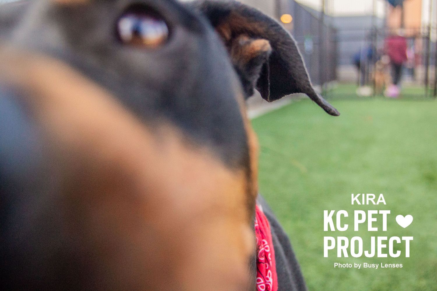 Kansas City Pet Projects, KCPP, KC pet projects, Missouri Photographer, Kansas City Photographer, Parkville Missouri Photographer, Pet photo