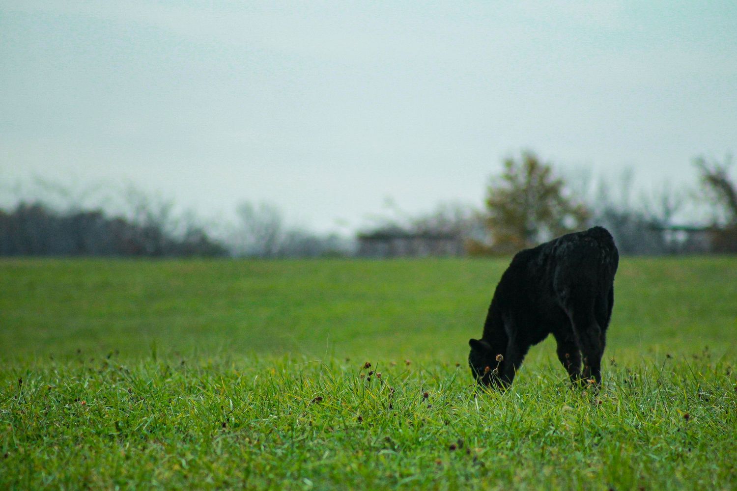 baby cow, calf, black calf, livestock photography, Missouri Cattle, Missouri livestock, Missouri livestock photographer, Missouri cattleman