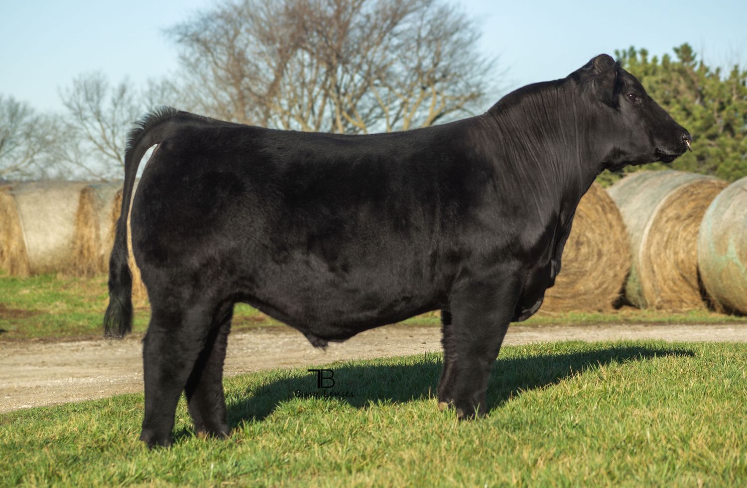 Missouri Livestock photographer, Kanas City Photographer, Livestock show Photographer, Cattle Photographer, Missouri livestock sale,