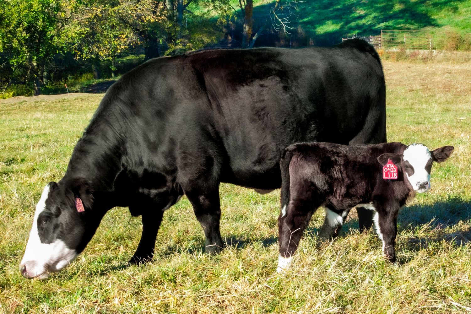 Shoal Creek Land and Cattle, The Gathering Sale, Livestock sale, Simmental cattle, livestock photographer, Missouri ranch photographer,