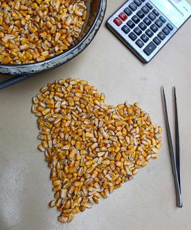 Agriculture photographer, western photographer, Missouri Ag, Missouri agriculture photographer, Missouri Corn, Kansas Ci Photographer,