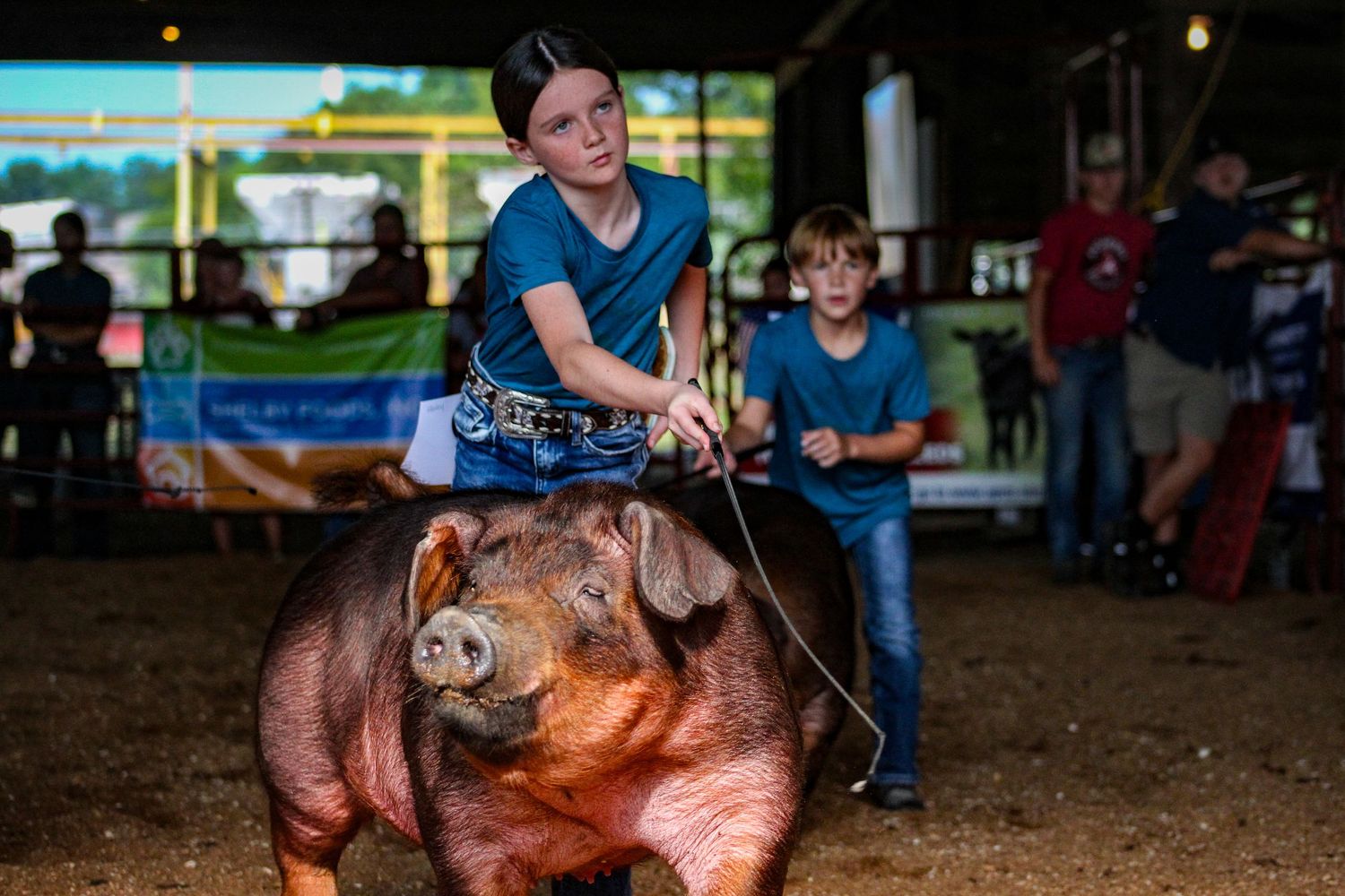Platte County Livestock show, Livestock photographer, Missouri livestock show, Missouri Livestock photographer, KC photographer,  Missouri