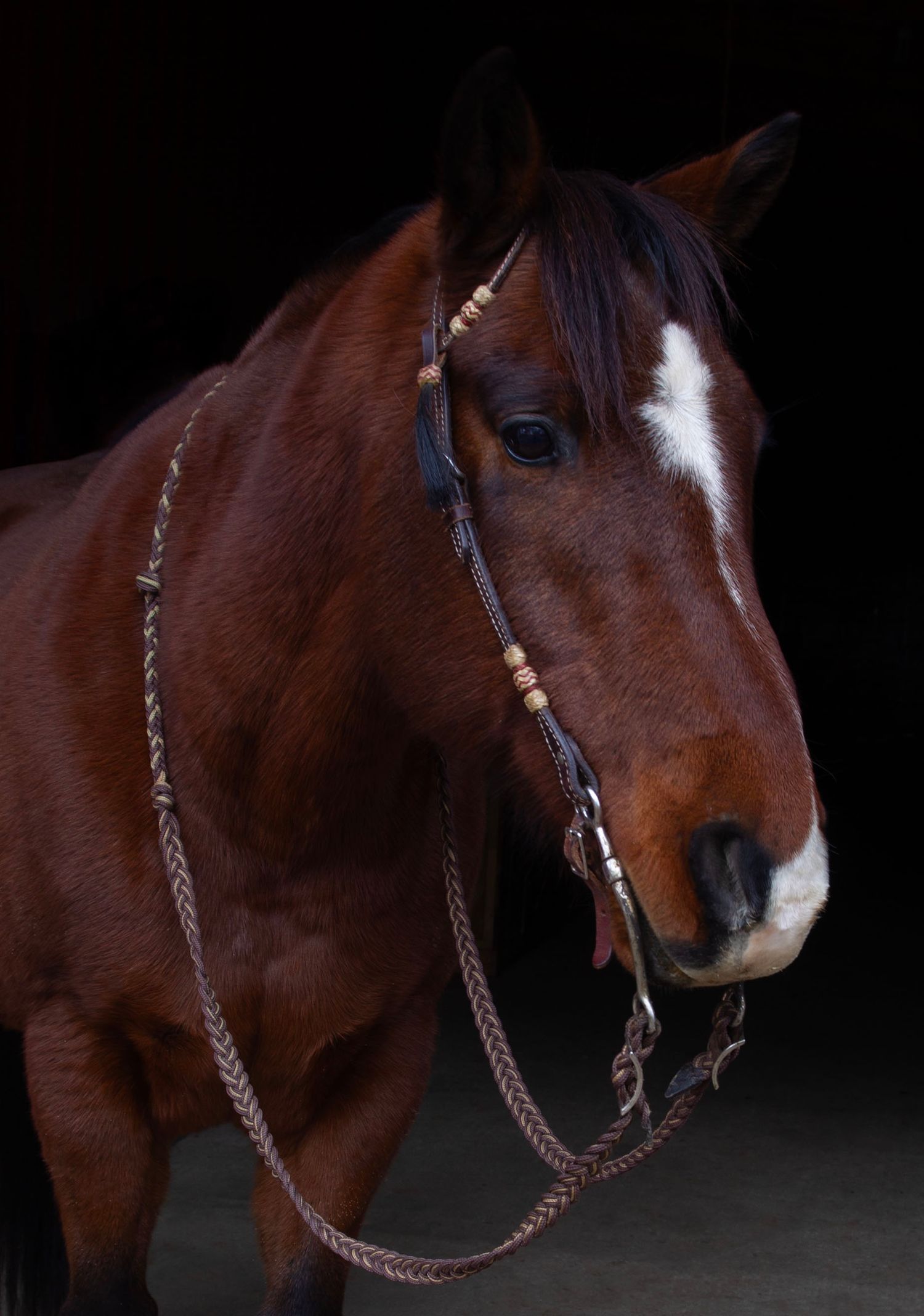 Missouri Horse Photography, Equine Photography, Missouri Horse Photographer, Western Equine Photography, Westen Photography, Horse Head Shot