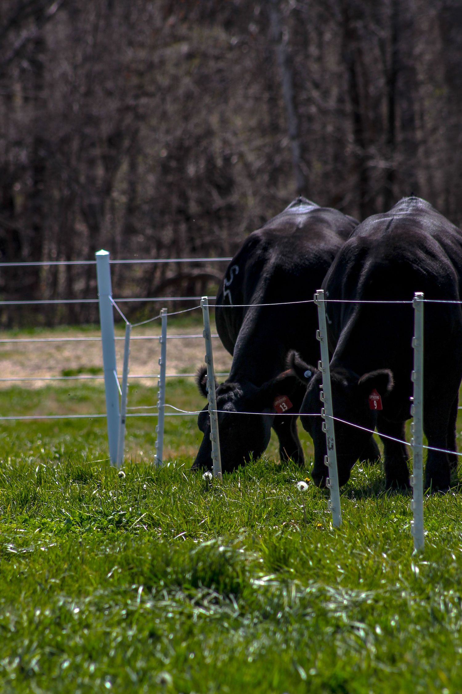 Shoal Creek Land and Cattle, The Gathering Sale, Livestock sale, Simmental cattle, livestock photographer, Missouri ranch photographer,