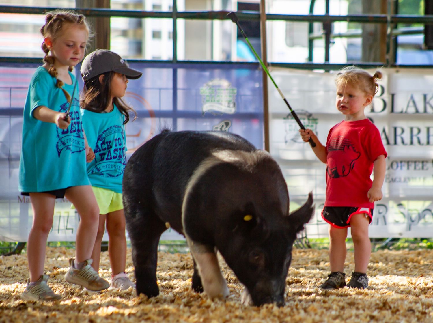 Eagleville Missouri, Back to the basics livestock show, swine show, pig show, peewee show, livestock show, livestock photography, 4-H, FFA