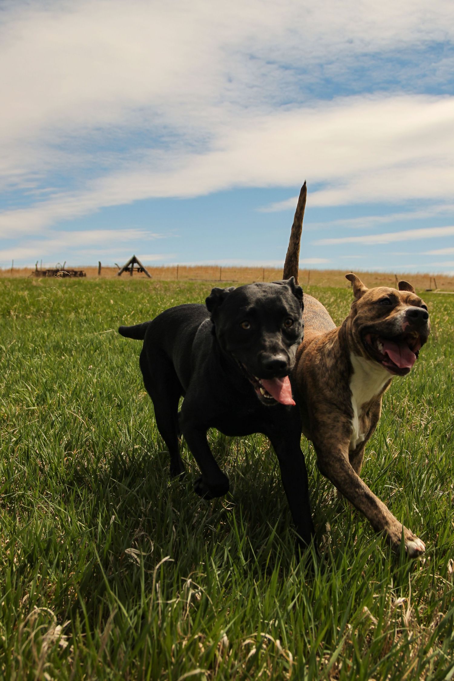 Morgan Akey, Busy Lenses, Missouri Livestock photographer, Kansas City Photographer, Western Photographer, Pet Photographer, Parkville MO