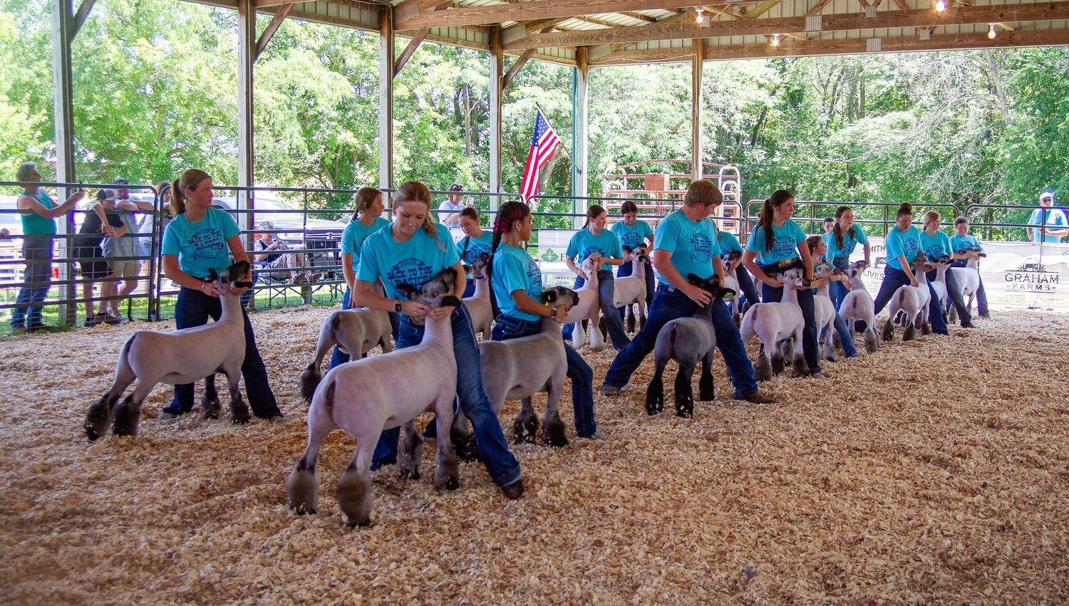 Eagleville Missouri, Back to the basics livestock show, Sheep show, sheep, lamb, eve show, livestock show, livestock photography, 4-H, FFA