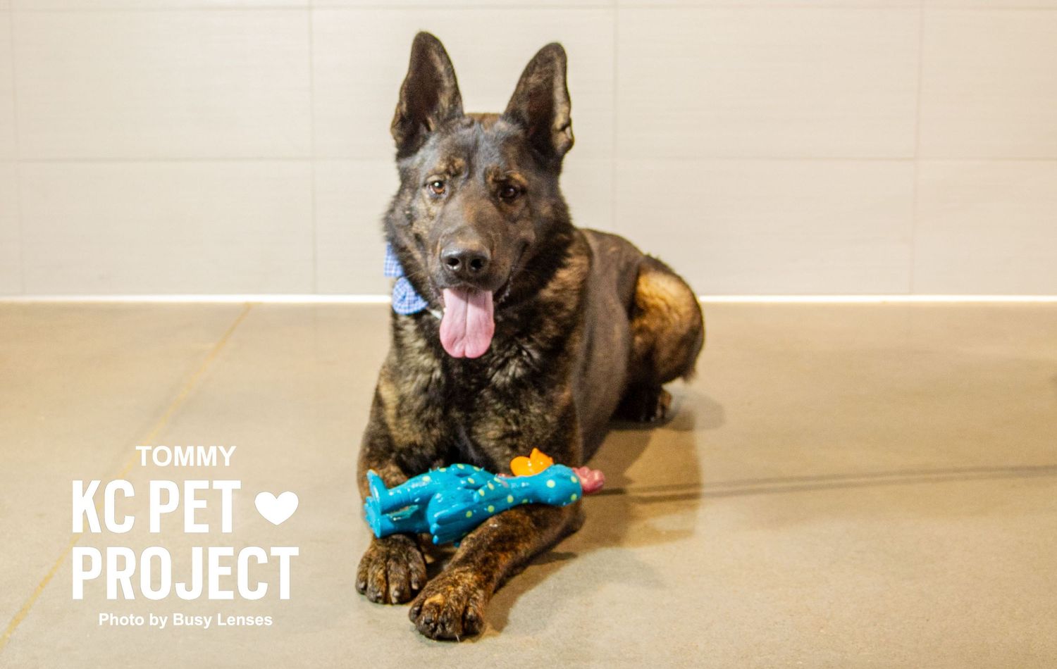 Kansas City Pet Projects, KCPP, KC pet projects, Missouri Photographer, Kansas City Photographer, Parkville Missouri Photographer, Pet photo