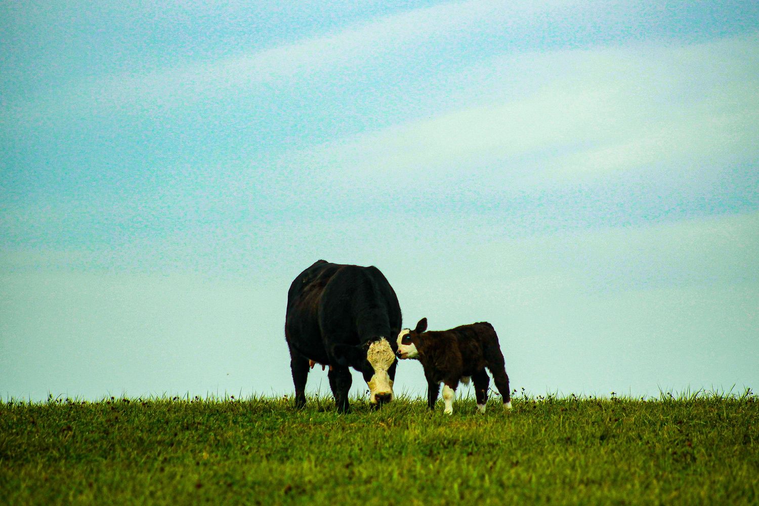 Shoal Creek Land and Cattle, The Gathering Sale, Livestock sale, Simmental cattle, livestock photographer, Missouri ranch photographer,