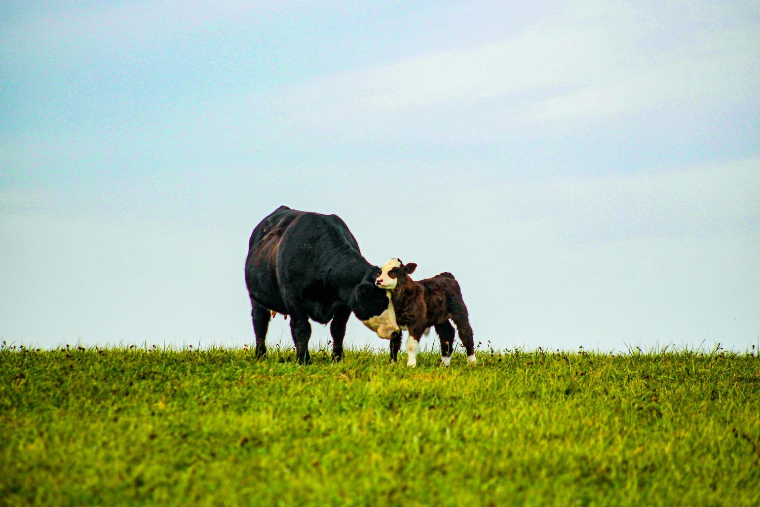 baby cow, calf, black calf, livestock photography, Missouri Cattle, Missouri livestock, Missouri livestock photographer, Missouri cattleman