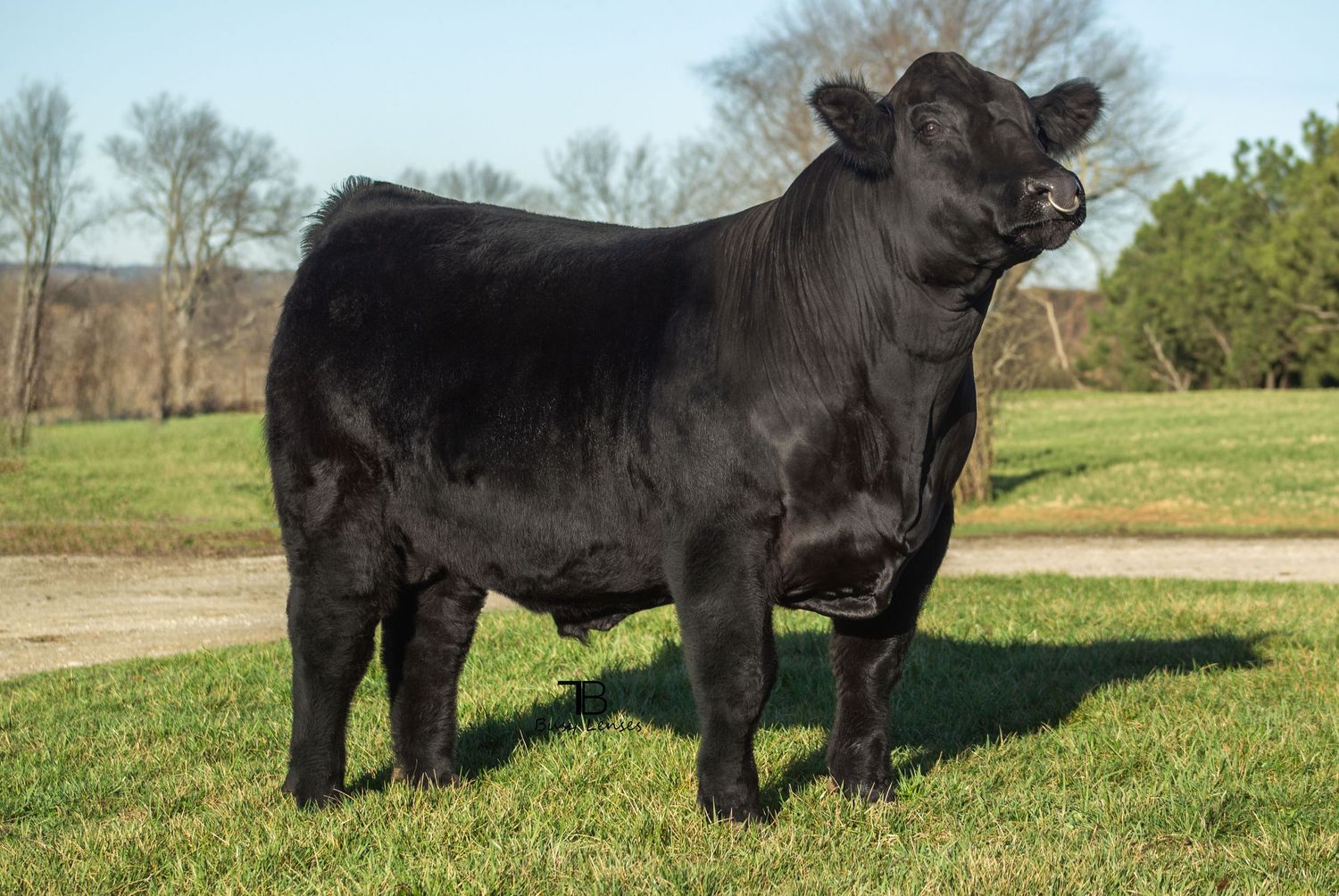 Missouri Livestock photographer, Kanas City Photographer, Livestock show Photographer, Cattle Photographer, Missouri livestock sale,