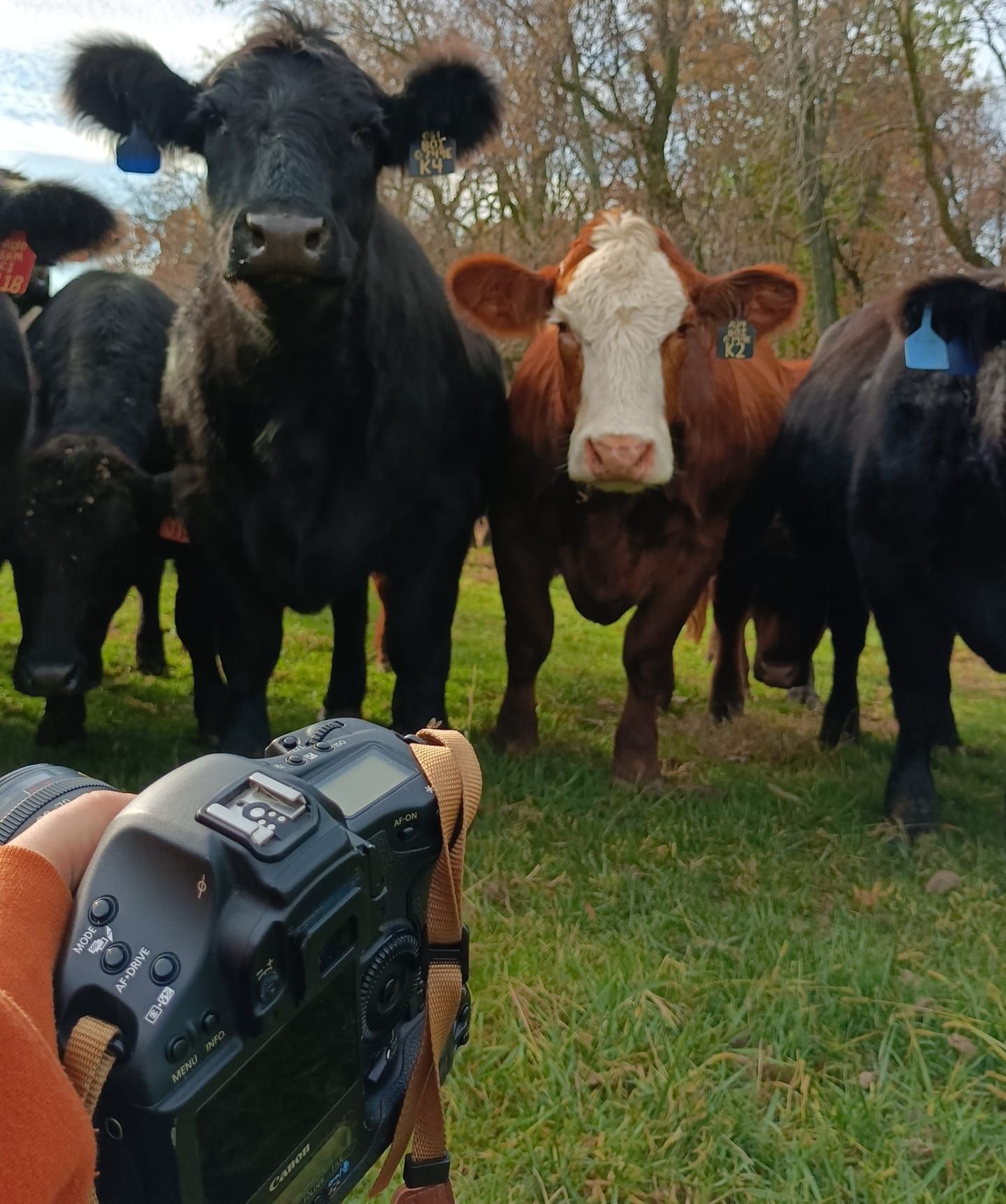 Morgan Akey, Busy Lenses, Missouri Livestock photographer, KC Photographer, Western Photographer, Pet Photographer, Cattle Photographer,