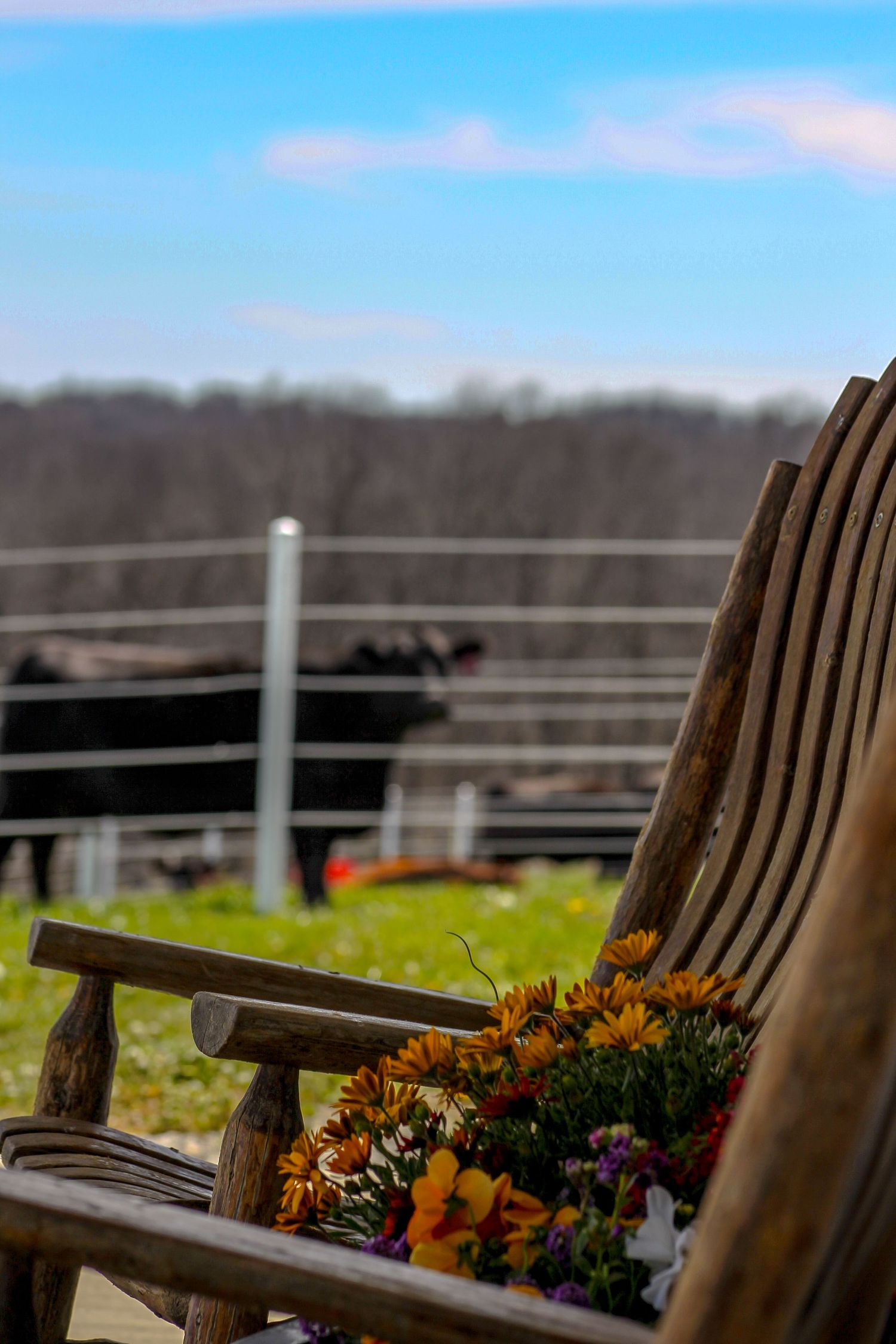 Shoal Creek Land and Cattle, The Gathering Sale, Livestock sale, Simmental cattle, livestock photographer, Missouri ranch photographer,