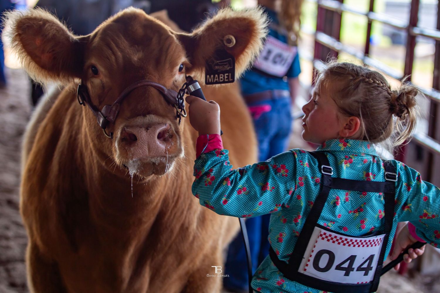 Platte County Fair, Platte County Livestock show, cattle show, Missouri cattle show, livestock photography, livestock photographer,