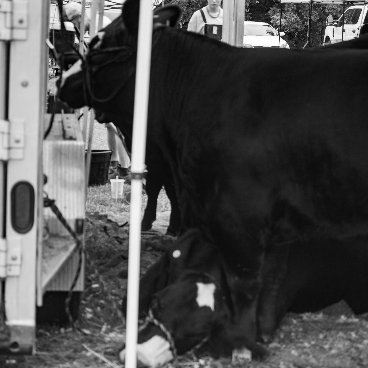 Back to the Basic Livestock show, Eagleville Missouri, Missouri cattle, Missouri livestock show, Missouri cattle show, Photograph